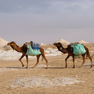 Camels